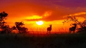 Forest and Bird take aim at DOC over wild animals plan