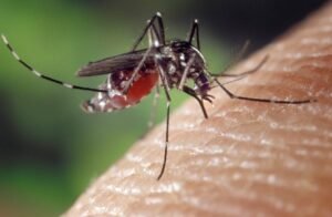 What are the neurological symptoms of Zika virus? Know the details